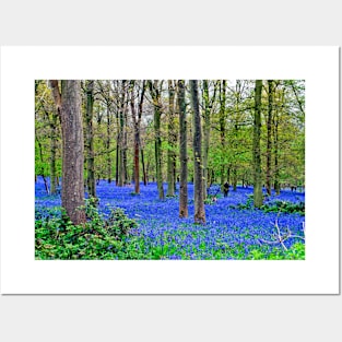 Bluebell Woods Greys Court Oxfordshire England UK Posters and Art